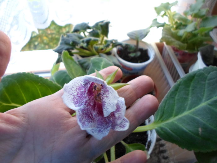 11 nov. 2015 196 - Gloxinia Dozhdinka-pierdut