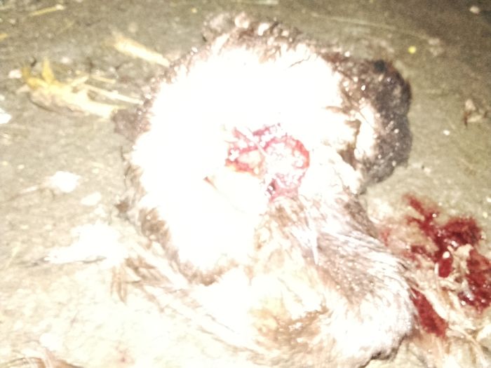 10 luni de munca "decapitate" de vulpe