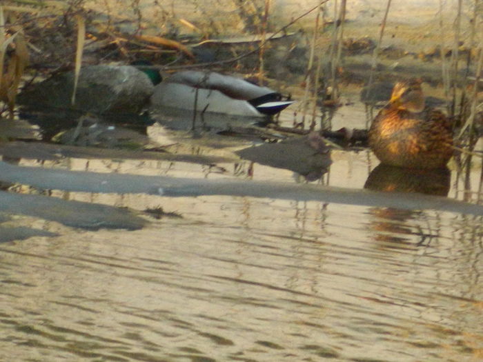 DSCN7881 - 2016 LA PLIMBARE PE MALUL RAULUI BEGA 2