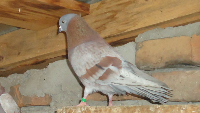 DSC07320 - ciungi de ploiesti linia veche 2016