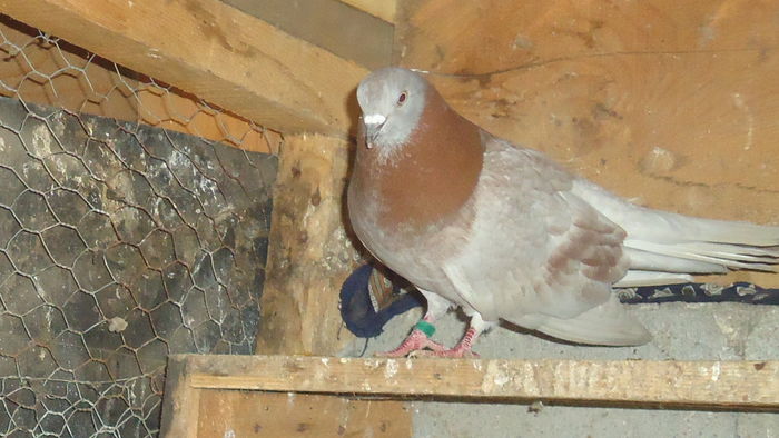 DSC07323 - ciungi de ploiesti linia veche 2016