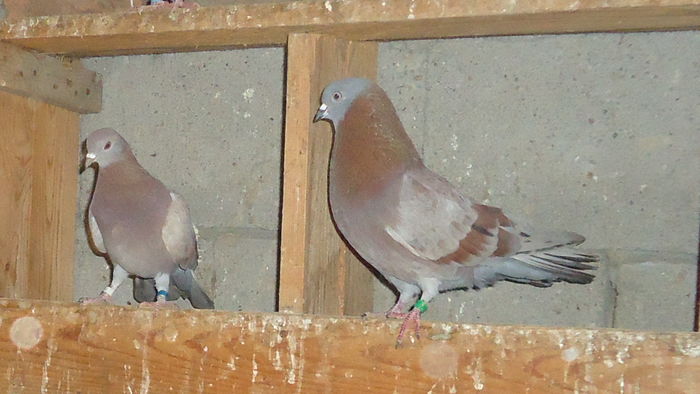 DSC07334