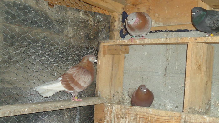 DSC07156 - ciungi de ploiesti linia veche 2016