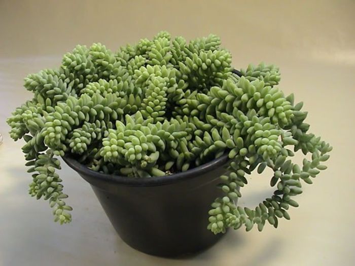 sedum-burrito