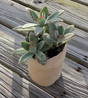 kalanchoe_tomentosa - Sa navigam printre pagini de net 2016