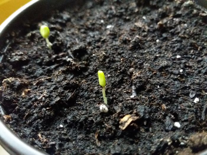Am pus alte seminte la germinat - Mimosa Pudica