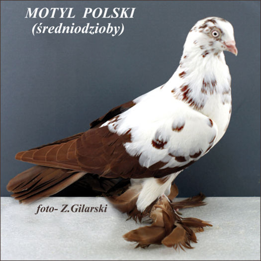 Motyl Polsky(Zburator pestrit de Polonia)