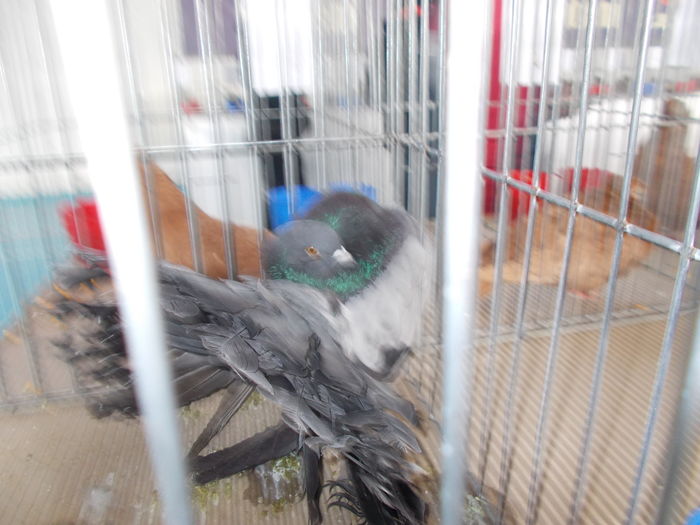 DSCN2324 - Expozitie Constanta 2016