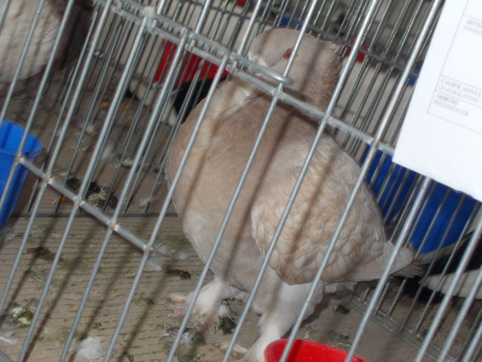 DSCN2333 - Expozitie Constanta 2016