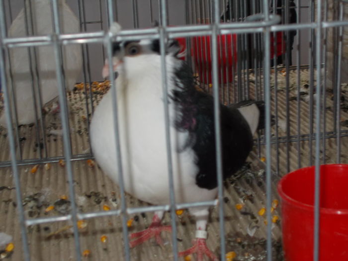 DSCN2334 - Expozitie Constanta 2016