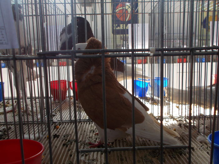 DSCN2385 - Expozitie Constanta 2016