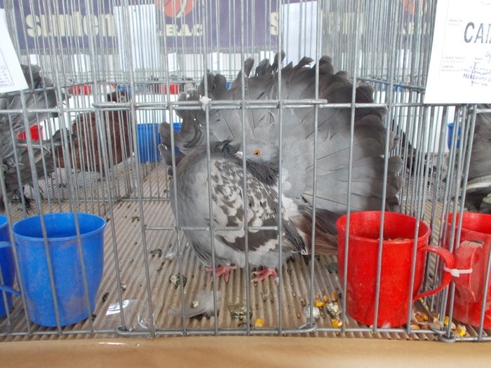 DSCN2392 - Expozitie Constanta 2016