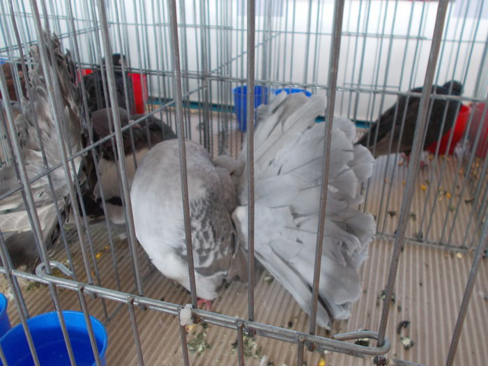 DSCN2393 - Expozitie Constanta 2016