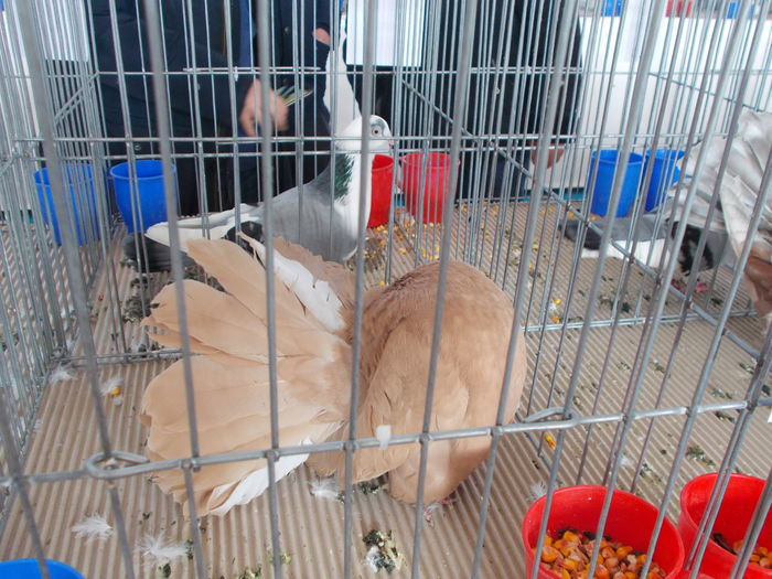 DSCN2395 - Expozitie Constanta 2016