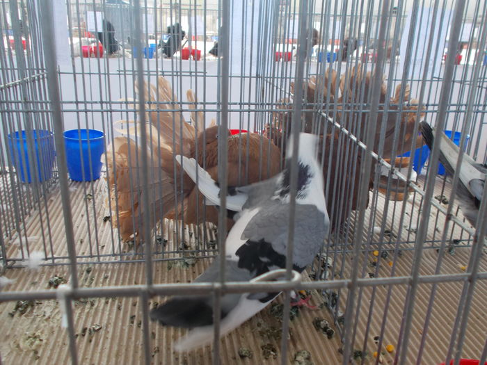 DSCN2406 - Expozitie Constanta 2016