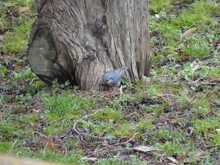 Scorțar sau țiclean 2