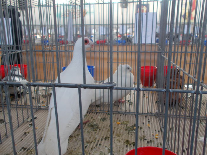 DSCN2423 - Expozitie Constanta 2016