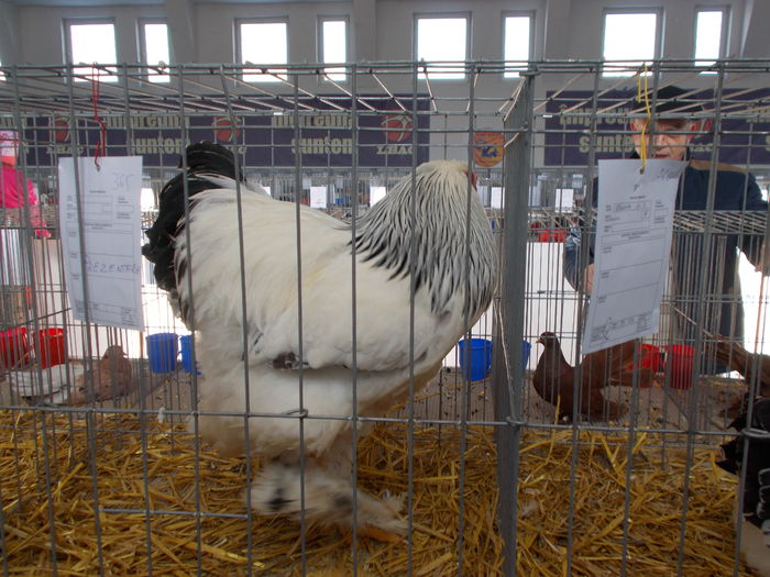 DSCN2437 - Expozitie Constanta 2016