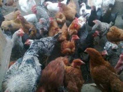 incubator - Gaini de rasa si hibrizi 2014 2015