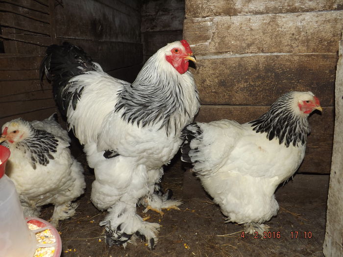 DSCF7630 - Brahma hd