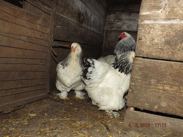 DSCF7636 - Brahma hd