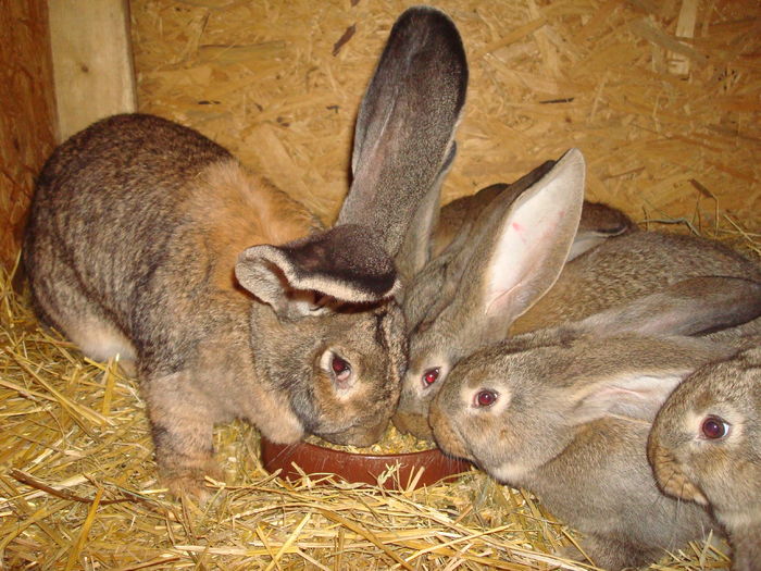 Cuib 15.12.2015; 9 pui ( 5 pastrati la femela, 4 mutati la doica )
