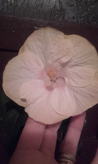 prima floare - hibi din seminte