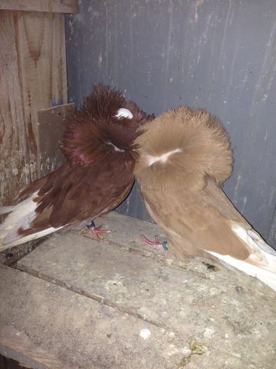 Pereche Maria 2015 200 lei .