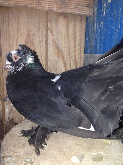 M rostov am dat la schimb .