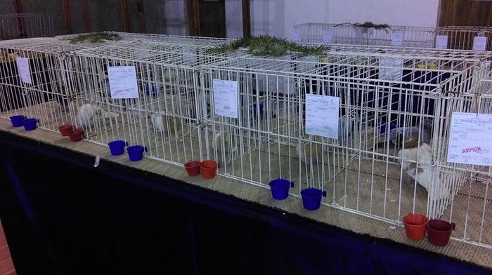 12642783_965910760113592_3341716363996601427_n