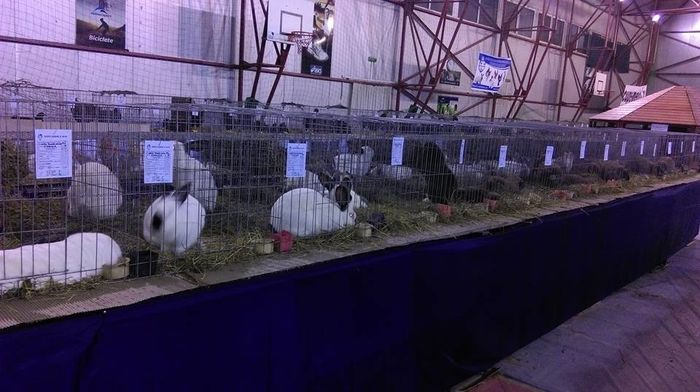 12642796_965910280113640_8834283612321286483_n - S- Expozitie Gherla 2016