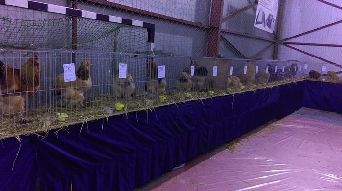 12644796_965910260113642_8084853418275176213_n - S- Expozitie Gherla 2016