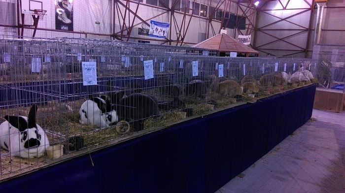 12669472_965910230113645_6546035884774278315_n - S- Expozitie Gherla 2016