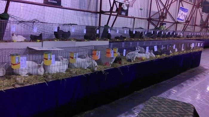12688297_965910340113634_4615195975171639971_n - S- Expozitie Gherla 2016