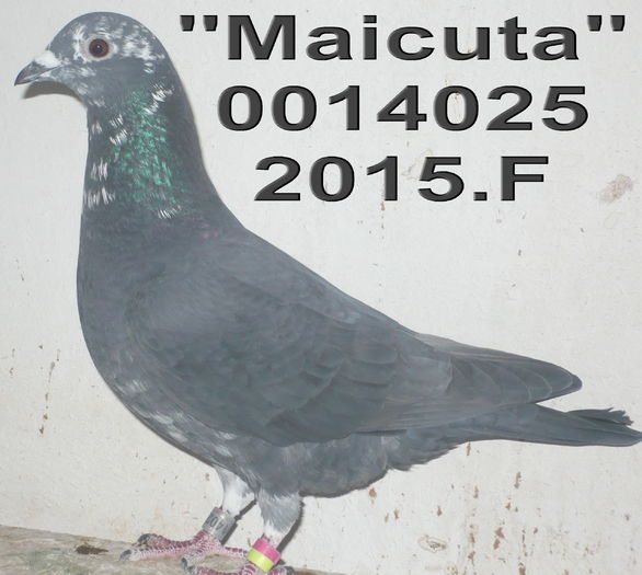 2015.0014025..F Maicuta. - 2 MATCA 2016 2