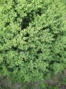 tuia - Arbusti ornamentali 2015