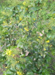 mahonia - Arbusti ornamentali 2015