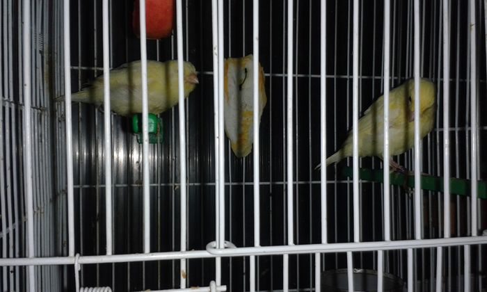 Fratii mai mari  la o luna; pe 05.01.2016 au o luna de viata
