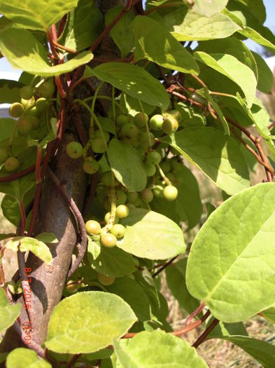 Schisandra 8 iulie