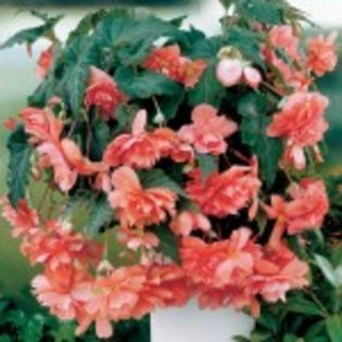 begonia-cascade-somon1-10lei