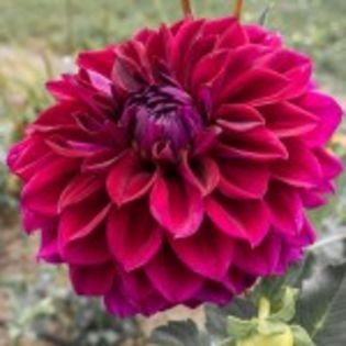 bulbi-dalii-diva-14lei