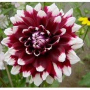 bulbi-dalii-duet-13lei