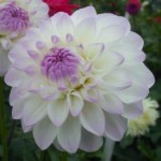 bulbi-dalii-eveline-14lei