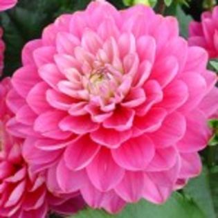 bulbi-dalii-melody-pink-alegro-13lei - bulbi dalia
