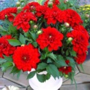 bulbi-dalii-singer-12lei