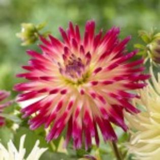 bulbi-dalii-tahiti-sunrise-16lei