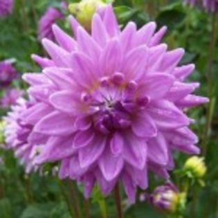 bulbi-dalii-worton-blue-streak-15lei