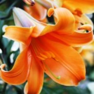 bulbi-crini-african-queen-15lei