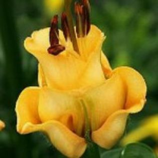 bulbi-crini-apricot-fudge-20lei