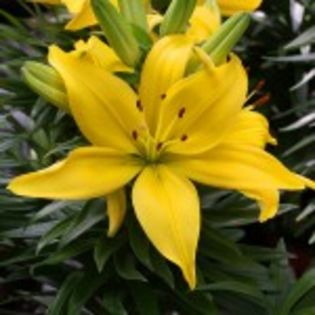 bulbi-crini-asiatici-yellow-6lei